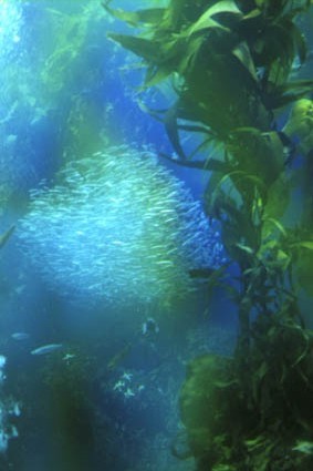 Fischschwarm im Kelp-Wald