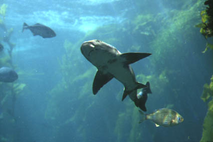 Harmloser Hai