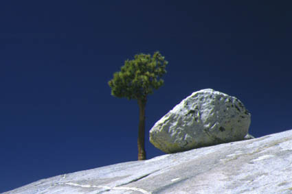 Fels und Baum im Yosemite